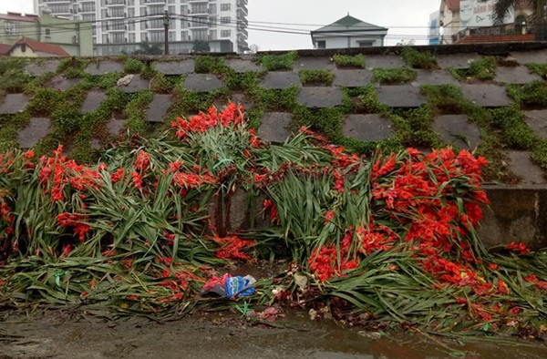 hàng trăm bó hoa lay ơn bị vứt bên lề đường mặc dù vẫn con tươi