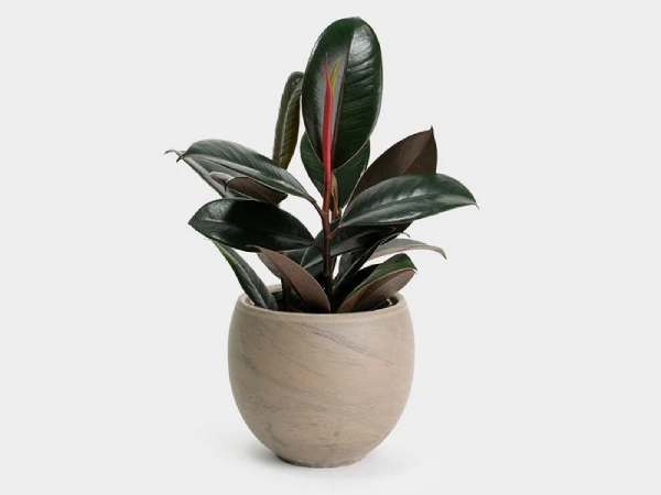 Tuổi Giáp Tuất 1994 - mệnh Hỏa