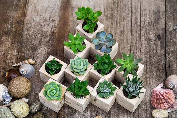 Người mệnh gì nên trồng sen đá?
