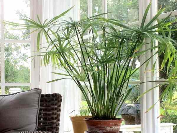 Lợi ích của việc trồng cây phong thủy trên ban công