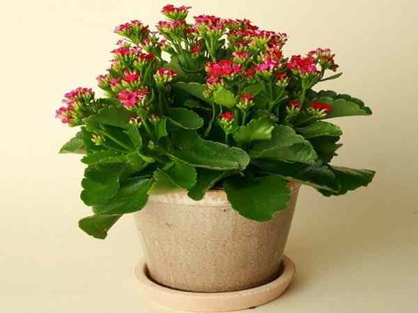 Cây Sống Đời Cây Sống Đời