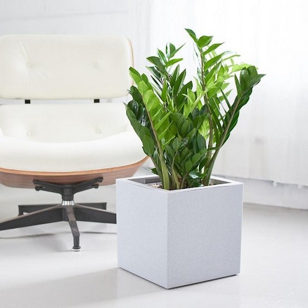 Cây Kim Tiền Cây Kim Tiền