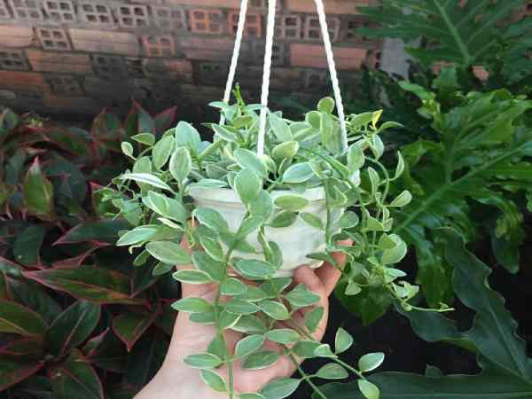 Cây Lan Hạt Dưa Cẩm Thạch: Cây Lan Hạt Dưa Cẩm Thạch: