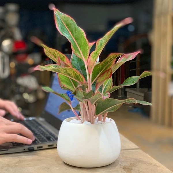 Cây phong thuỷ để bàn làm việc hợp mệnh Thổ Cây phong thuỷ để bàn làm việc hợp mệnh Thổ