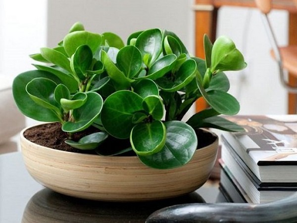 Cây Trường Sinh Cây Trường Sinh