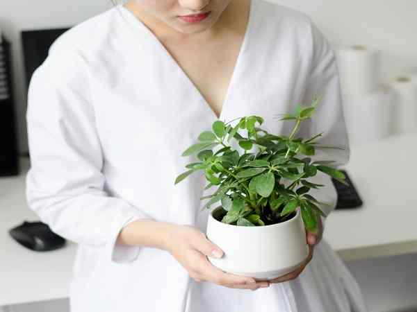 Vị trí đặt cây ngũ gia bì trong nhà ở đâu hợp phong thủy