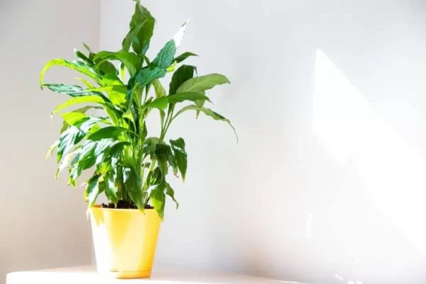 Đặt cây lan ý ở góc tụ tài Đặt cây lan ý ở góc tụ tài