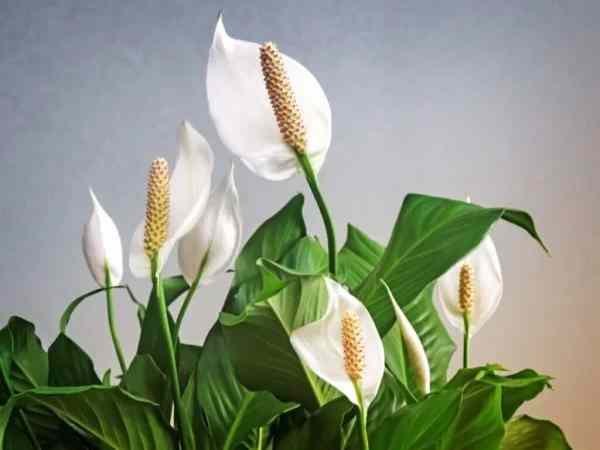 Tìm hiểu cây lan ý cây lan ý nên đặt ở đâu