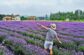 Cánh Đồng Hoa Lavender nằm tại ngoại ô Đà Lạt