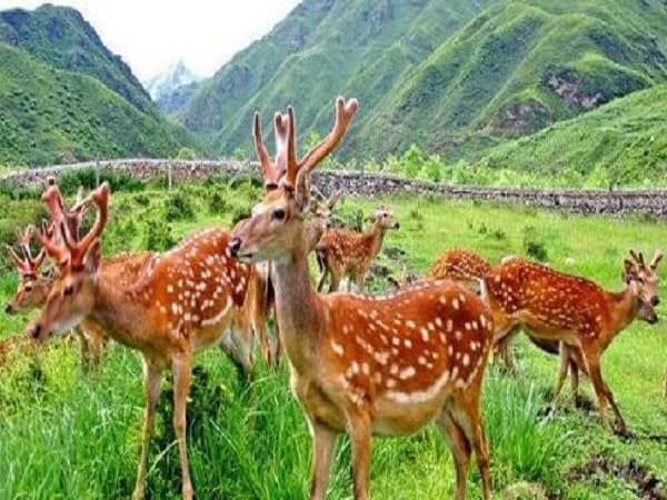 Chiêm bao thấy đàn nai